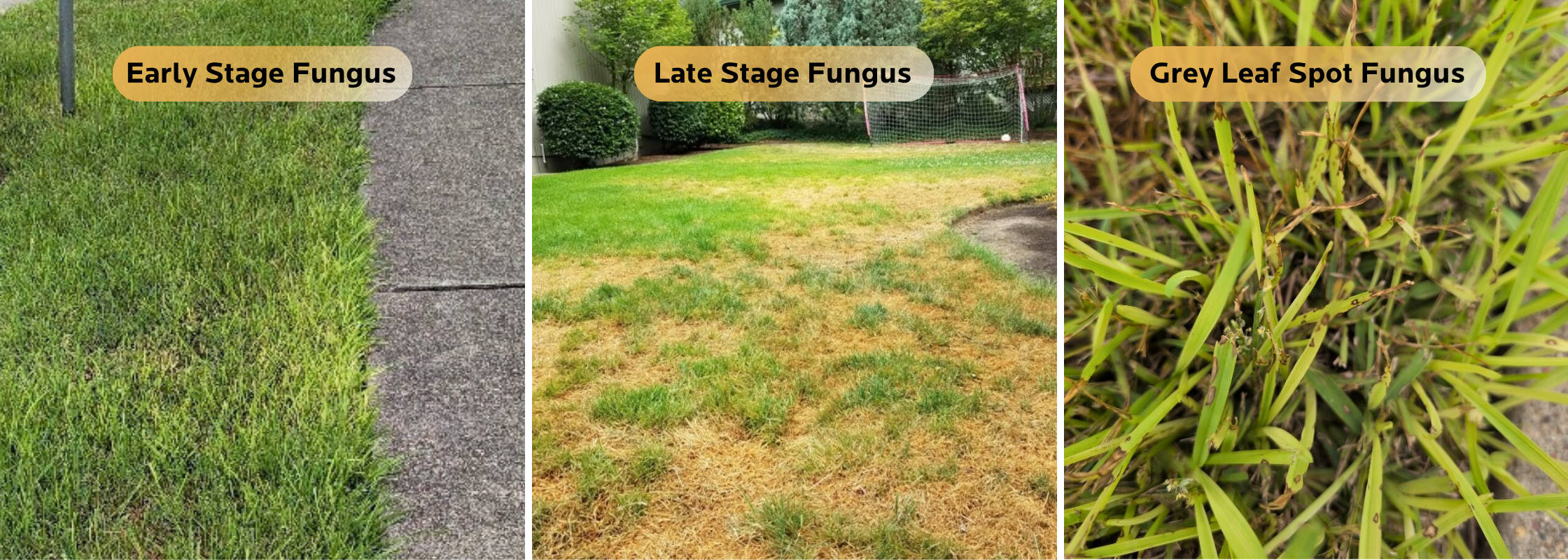 Comparison of early stage fungus, late stage lawn fungus damage, and grey leaf fungus on St. Augustine turf in Friendswood—demonstrates signs of yellow patches, brown spots, and proper lawn care results.